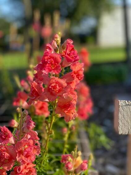 Antirrhinum Majus - Snapdragon "Madame Butterfly Bronze"
