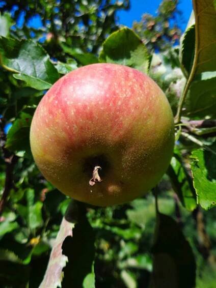 Jonagold Apples.