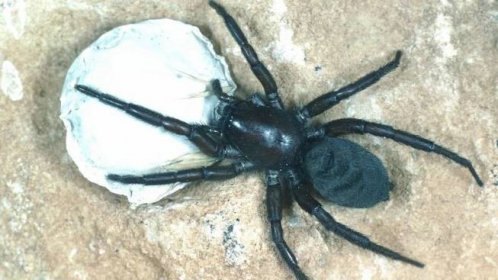 Čeští badatelé popsali ojedinělý způsob lovu pavouka, který neumí tvořit sítě - Novinky