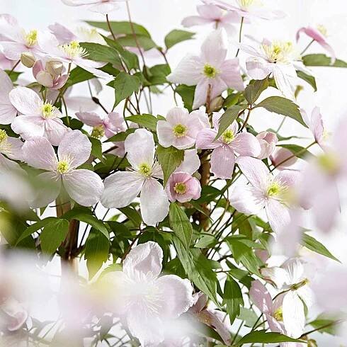 Waldrebe 'Rubens' - Clematis montana Rubens - Bakker