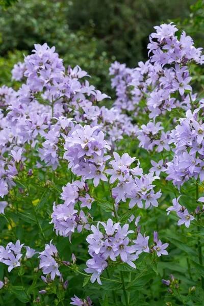 Campanula lactiflora