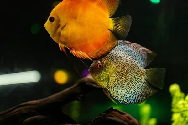 Akvarijní Ryby · Základová fotografie zdarma