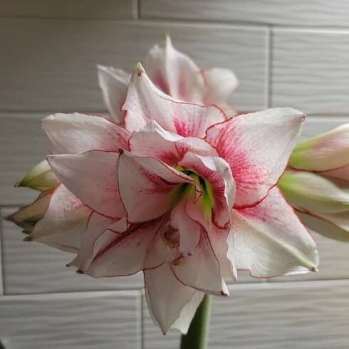 Hvězdník Elvas – Hippeastrum – pěstování amarylis