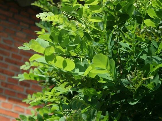 Trnovník ROBINIA UMBRACULIFERA