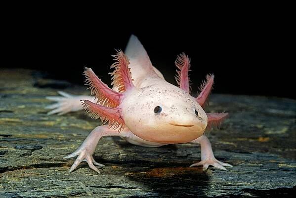 Axolotl (Ambystoma mexicanum)