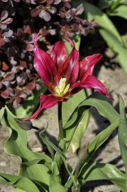 Tulipán Virichic - Viridiflora tulipány (Tulipa)