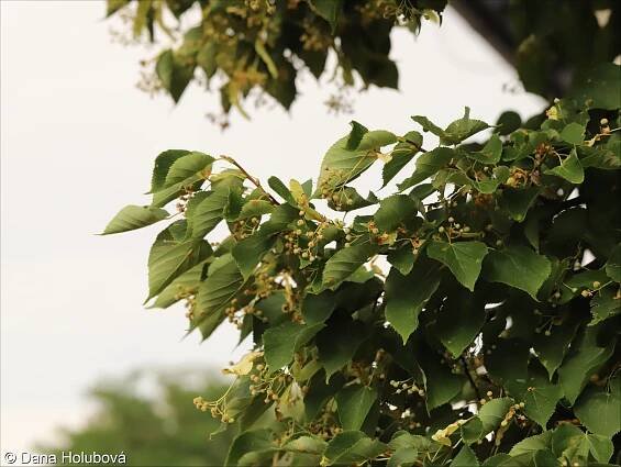 fotografický klíč k určování cévnatých rostlin :: BOTANICKÁ FOTOGALERIE