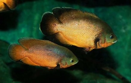 Oscar Fish Breeding Guide: How Do Oscar Fish Breed? - Fish Laboratory