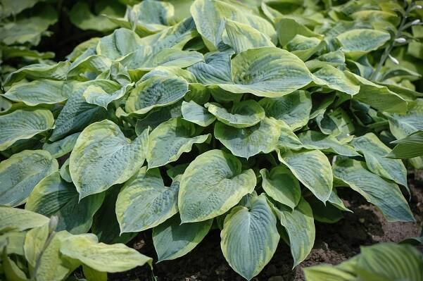 HOSTA FUNKIA FRANCES WILLIAMS KVĚTINÁČ P9 Barva květů ostatní barvy