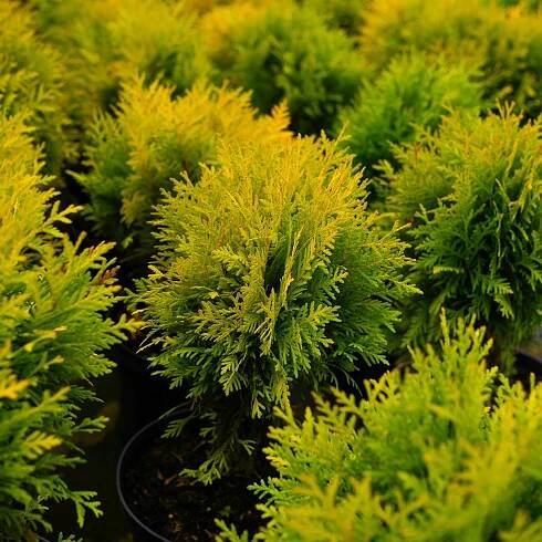 Zerav západní DANICA GOLD Thuja DANICA GOLD krásná ZLATÁ KOULE Jehličnan  Druh rostliny zerav