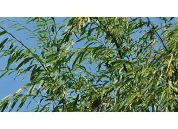 Vrba špičatolistá 'Pendulifolia' - Salix acutifolia 'Pendulifolia' Kontejner o objemu 1,5 litru