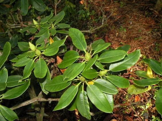 Obrázek - Rhododendron 'Saba' | BioLib.cz