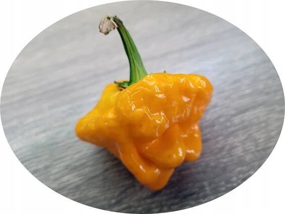 SCOTCH BONNET YELLOW semena pálivé chilli papričky