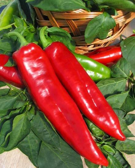 Estilo F1 paprika - Garafarm Trade Kft