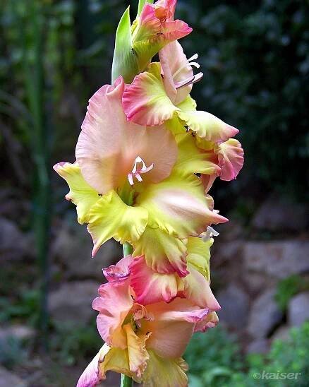 Gladiola (Gladiolus L.)
