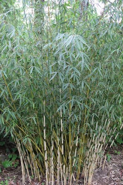 Fargesia robusta 'Pingwu' with several new shoots