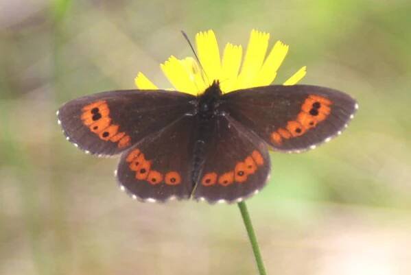 Okáč rosičkový (Erebia medusa)