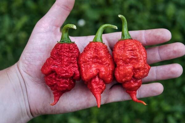 The Beast | Chilli semena | Chilli semena | Chilli semínka | Chilli omáčky | GOROL CHILLI