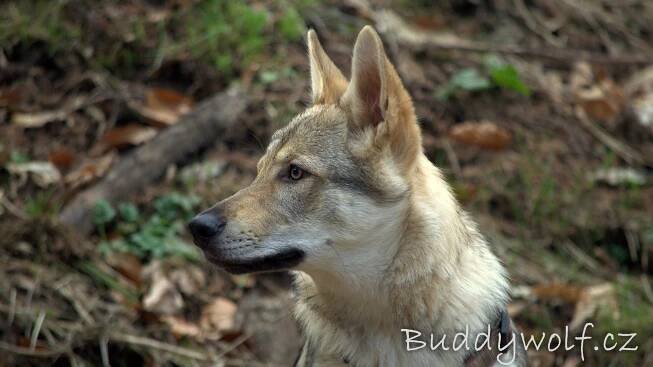 1. sraz A-Buddywolf - Buddywolf