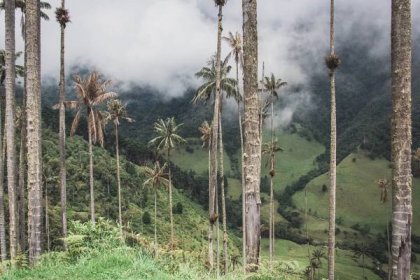 Hiking in the stunning Cocora Valley National Park among the tall wax palm trees reaching the clouds is a MUST DO activity when you are in Colombia!