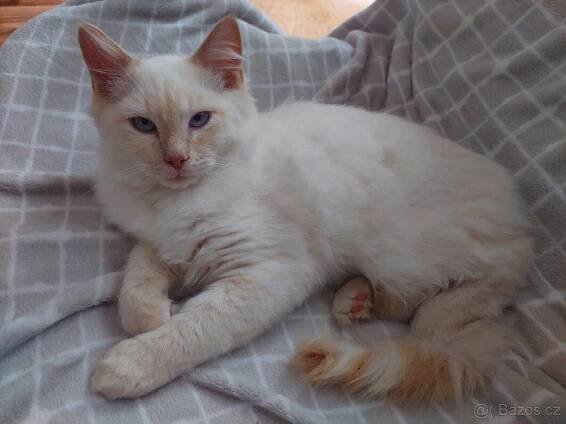 Ragdoll - Kladno