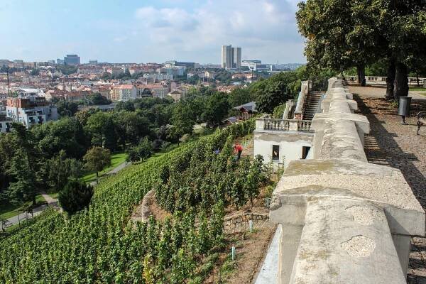 Pražští vinaři sklízejí úrodu a zvou veřejnost na víkendová vinobraní