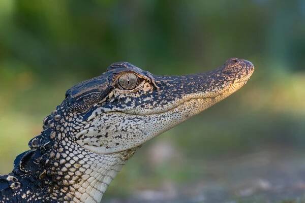 Reptiles – Wildstock Photography