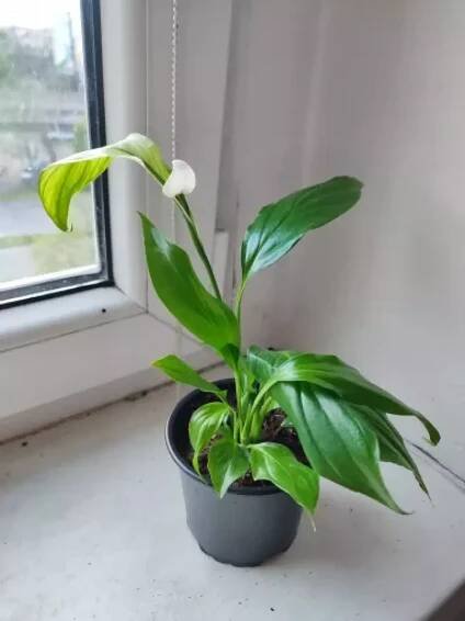 Lopatkovec / Spathiphyllum / Toulcovka #4