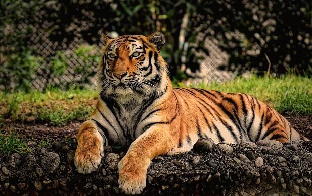Curiosidades del tigre