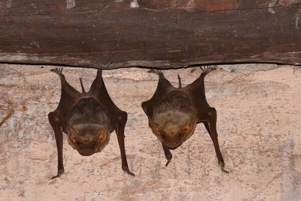 Bat Species by Region – Wabnet