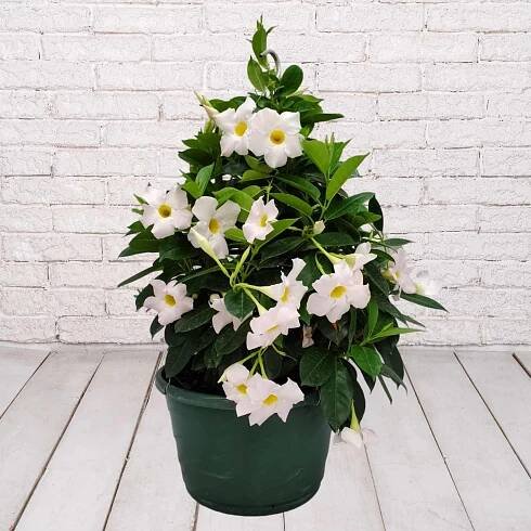 Dipladenia White Hanging Basket