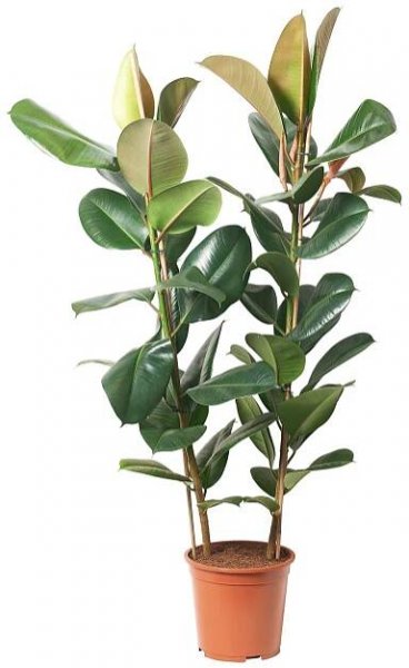 FICUS ELASTICA ROBUSTA rostlina, Fíkus, 27 cm - IKEA