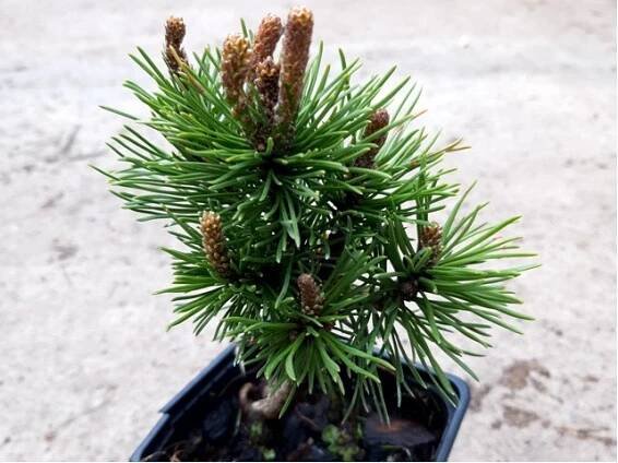 Borovice kleč - Pinus mugo MOPS
