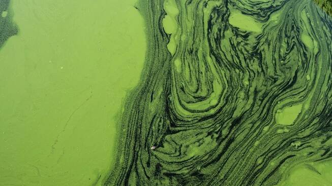 Green algae on a lake