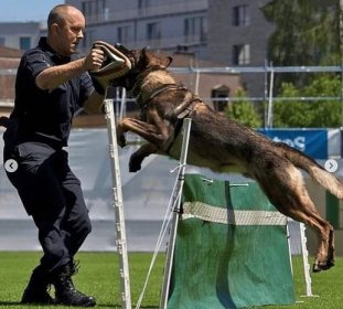 Fierce Dogs Dogtrainer