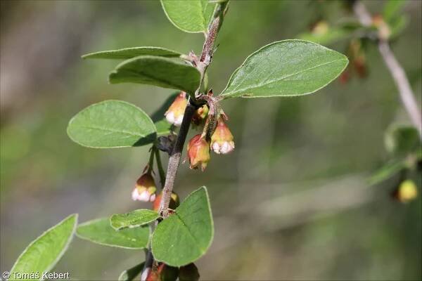 Cotoneaster integerrimus – skalník celokrajný • Pladias: Databáze české flóry a vegetace
