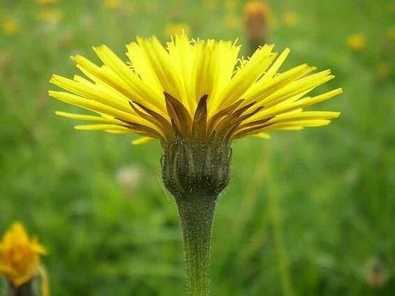 Leontodon hispidus var. hispidus
