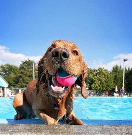 Pes u bazénu — Stock obrázek