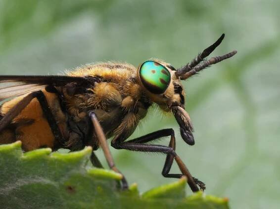 bezplatná Ohromující makro snímek ováda (Tabanidae) na zeleném listu, zvýrazňující složité detaily. Základová fotografie