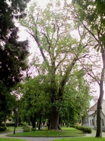 Seznam památných stromů v okrese Jindřichův Hradec – Wikipedie
