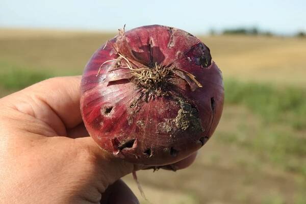 ÚKZÚZ povolil adresnou aplikaci přípravků proti hraboši - Naše voda