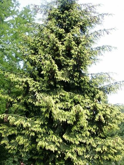 Picea orientalis Aurea 20-30 C5L