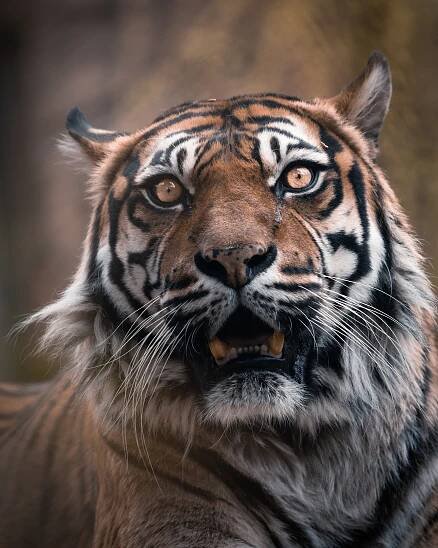 Přijďte na Den smečky! Zoo Brno vyhlíží nové členy své zvířecí rodiny | Objev Brno