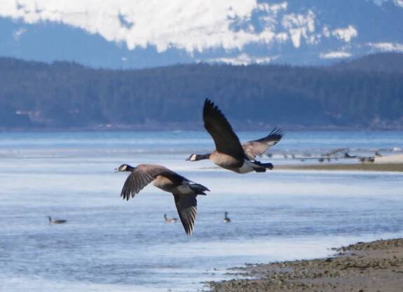 Canada Geese | Walking with Aki