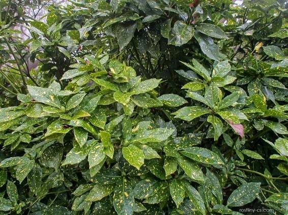 Aukuba japonská Variegata (Aucuba japonica), rostlina