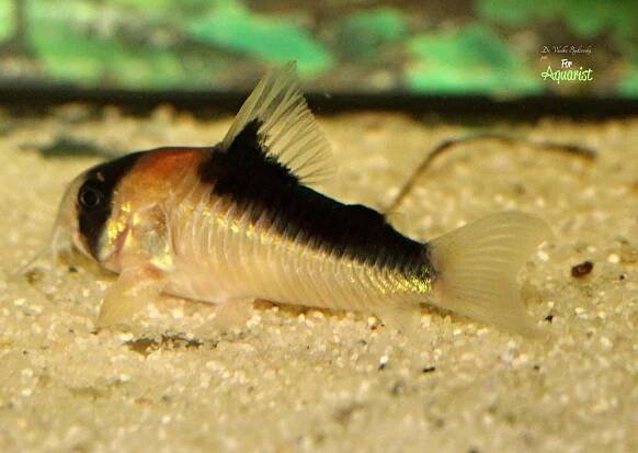 Corydoras burgessi - Ve stínu Burgesse: Tajemství pancéřníčků z Rio Negro