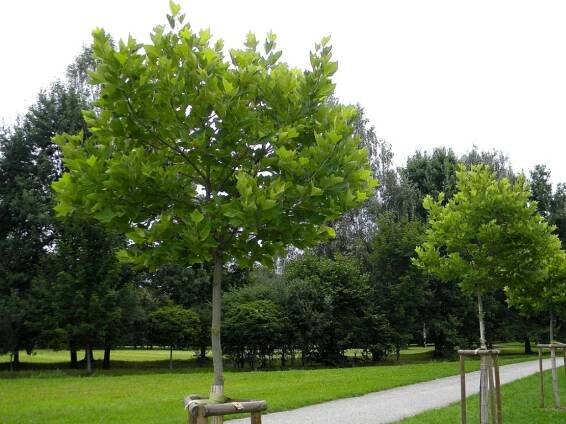 Platan javorolistý Alphens Globe na 200-220cm kmeni, v. 260-280cm, obv. kmeňa 8-12cm C30 l