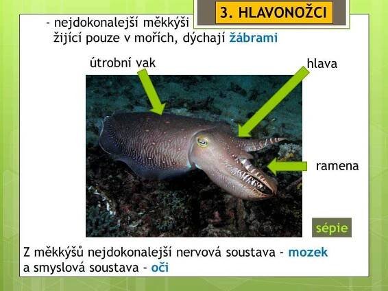 Měkkýši – Hlavonožci – Materiály pro žáky ZŠ