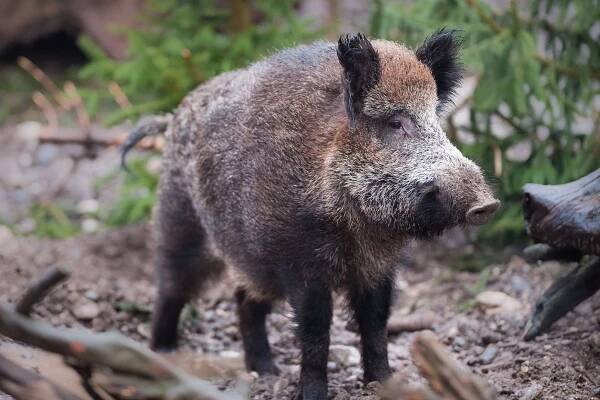 Divočák (lat. Sus scrofa) — Stock obrázek