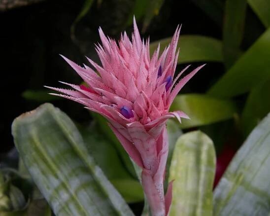 Základová fotografie na téma aechmea, barvy, botanický, bromeliad, bujný, dekorativní, detail, exotická květina, exotický